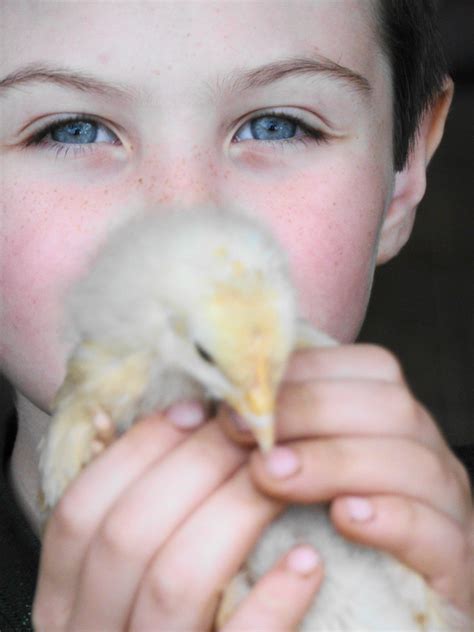Baby Chick Shannon Duffy Flickr
