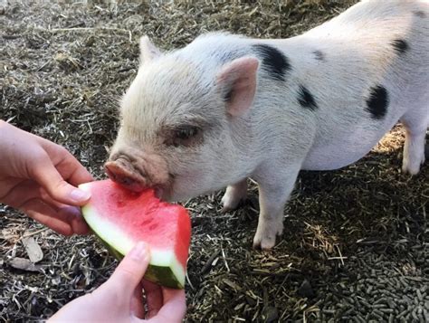 12 Things To Know Before Adopting A Mini Pig Bc Spca