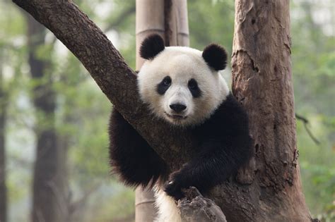 Sweet Panda Preiswerte Leinwandbilder Online Photowall