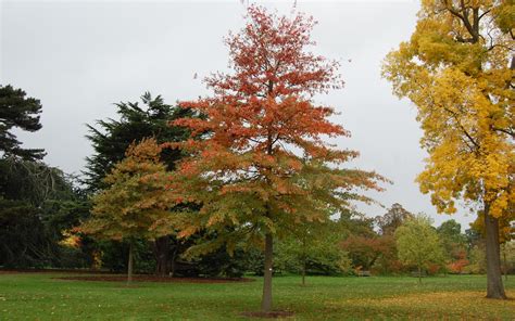 Chêne des marais, Quercus palustris - Arbre indigène du Québec
