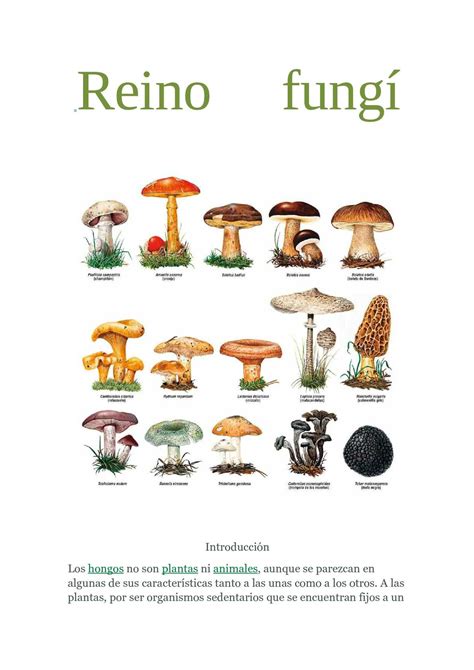 Reino Fungi Que Es Caracteristicas Clasificacion Y Ejemplos Resumen Images