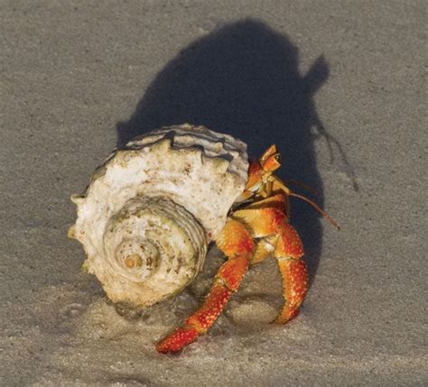 Hermit Crab Habitat Diet And Lifespan Britannica