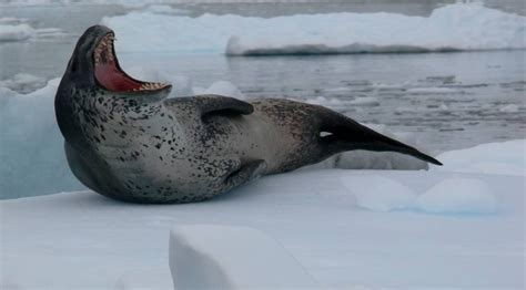 Leopard Seal Antarctica Private Yacht Expeditions Last Border