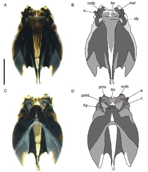 Head Capsule Morphology Of The Fourth Instar Larvae Of Tipula Download Scientific Diagram