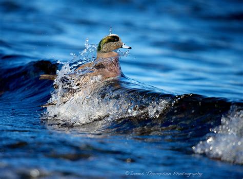 Duck Divingwell Ducks James Thompson Photography