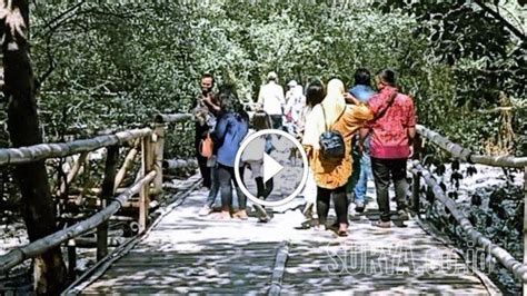 Video Suasana Wisata Mangrove Wonorejo Kota Surabaya Jelang Era New