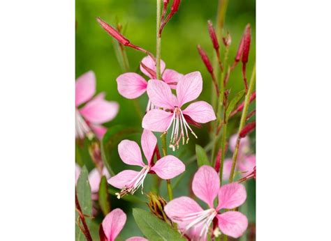 Gaura Siskiyou Pink Lindheimeri BULBi