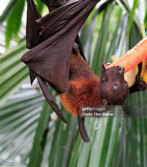 Malayan Flying Fox High Res Stock Photo Getty Images
