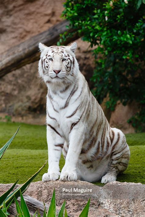 Buy A Photo White Tiger Portrait Paul Maguire