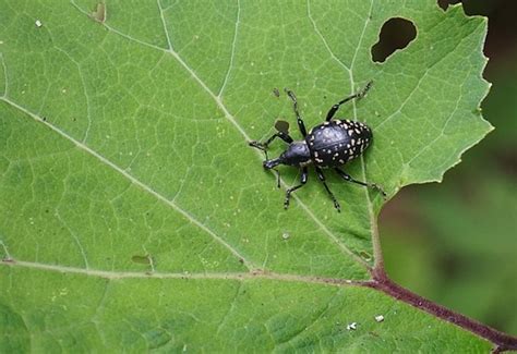 Tiny Beetles In House Uk Illa Behrens