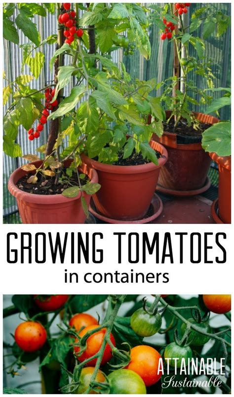 Planting Tomatoes In Containers Is A Great Way For Urban Gardeners To