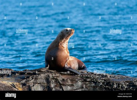 Steller Sea Lion Eumetopias Jubatus Also Known As The Northern Sea