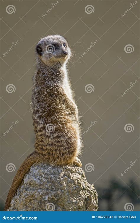 Meerkats From The Wildlife Of South Africa Stock Image Image Of Watch