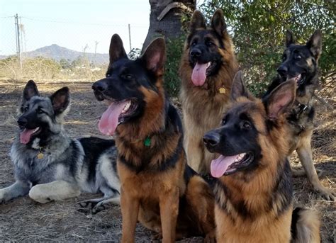 Tongue Out Tuesday German Shepherd Dogs Animals