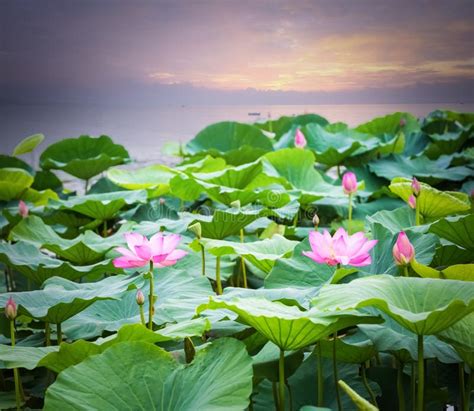 Lotus Flower Blooming In Sunset Stock Image Image Of Lotus Natural