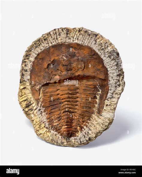 500 Million Years Old Cambrian Period Trilobite From Morocco Stock