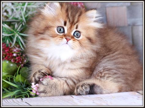 Shaded Golden Teacup Persian Kitten For Salepersian Kittens For Sale In