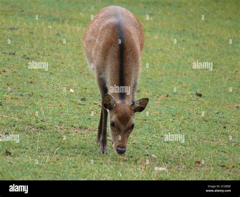 Female Sika Deer Stock Photo Alamy