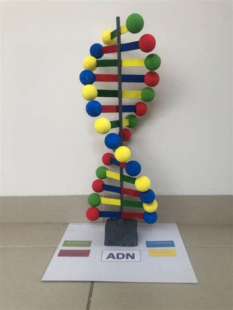 Maqueta ADN Maquetas Faciles Modelo De Adn Maquetas Adn