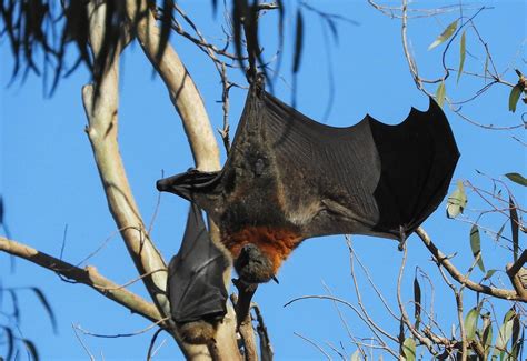 Yarra Bend Flying Foxes Grey Headed Flying Foxes Have Been Flickr