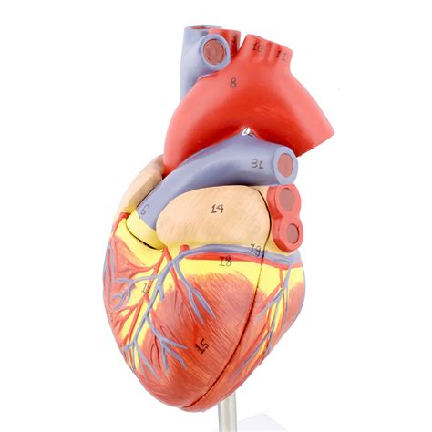 Monmed Anatomical Heart Model 2 Part Medical Heart Human Heart