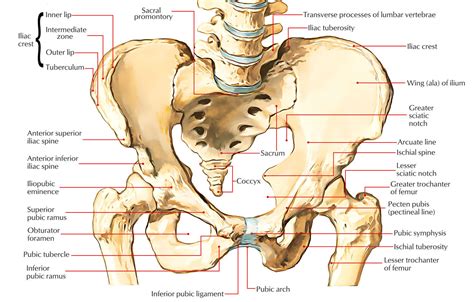 It begins at the superior pelvic aperture, which is limited by the. Easy Notes On 【Pelvic Girdle - Coxal Bones】Learn in Just 4 ...