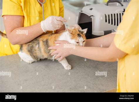 Women Veterinary Workers Cares Of Cat In Clinic Stock Photo Alamy