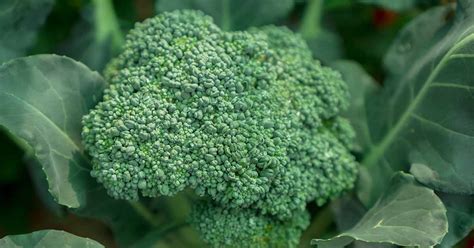 How To Plant And Grow Broccoli Gardeners Path