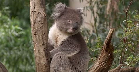 Koalas Declared ‘functionally Extinct With Too Few Left To Support The
