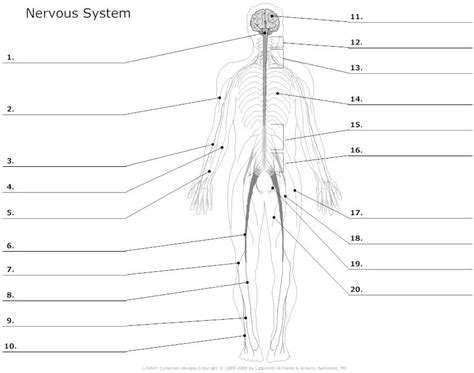 Muscular System Worksheets Nervous System Unlabeled Nervous System