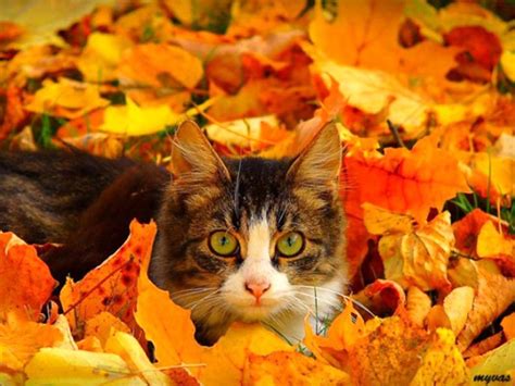 Pin By Lynn Maycroft On Autumn Leaves Fall Cats Autumn Animals