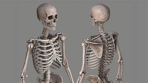 Artstation Human Skeleton Male Joe Zheng Human Skeleton Human