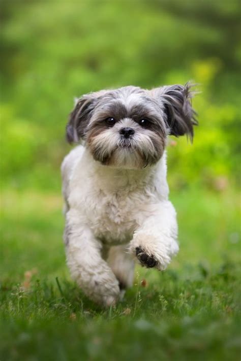 15 Cute Miniature Dog Breeds Best Toy Dog Breed List