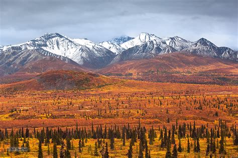Tundra Taiga And Muskeg Alaska Robert Faucher Photography