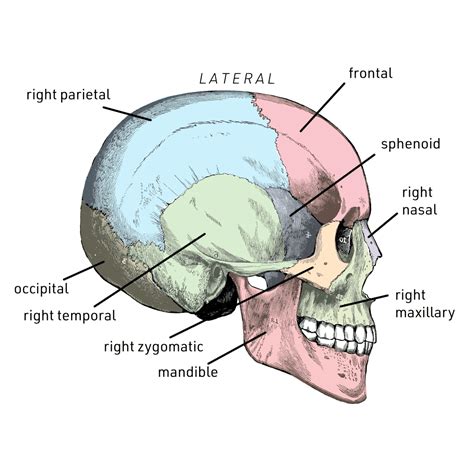 Cranial Bone Anatomy Unlabeled