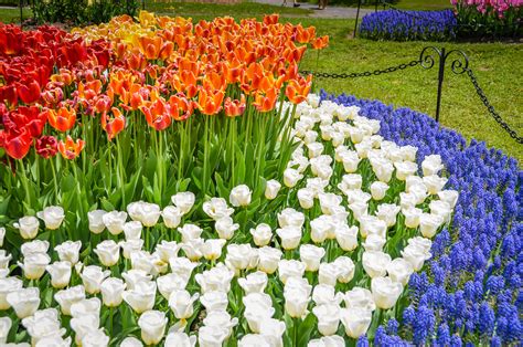 100000 Tulips Blossom In Washington Park Albany Ny