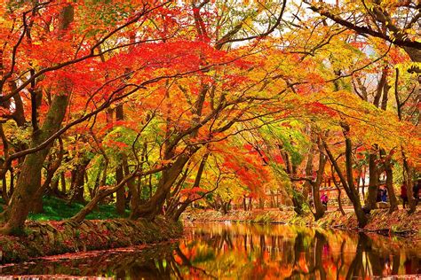 Seasons Fall Maple Leaves Changing Color By A Creek In Au Flickr