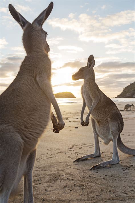 Kangaroos On The Beach Cape Hillsborough National Park Australia