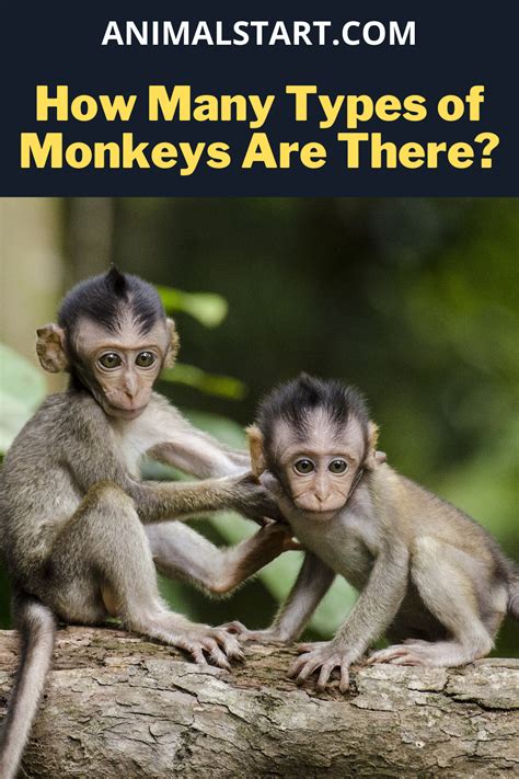 How Many Types Of Monkeys Are There In 2021 Types Of Monkeys Monkey