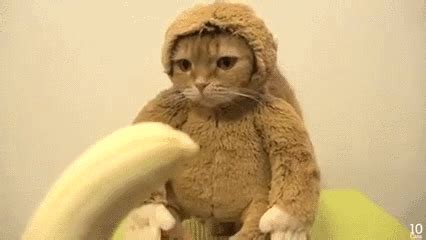 Cat In A Banana Suit GIFs Get The Best GIF On GIPHY