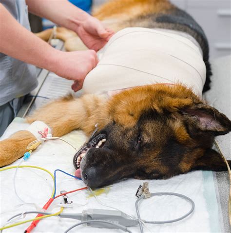 Dog Surgery Advanced Care Veterinary Hospital