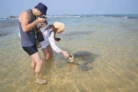 Tourists Feed A Giant Sea Turtle On The Sandy Shallows Hikkaduwa Sri