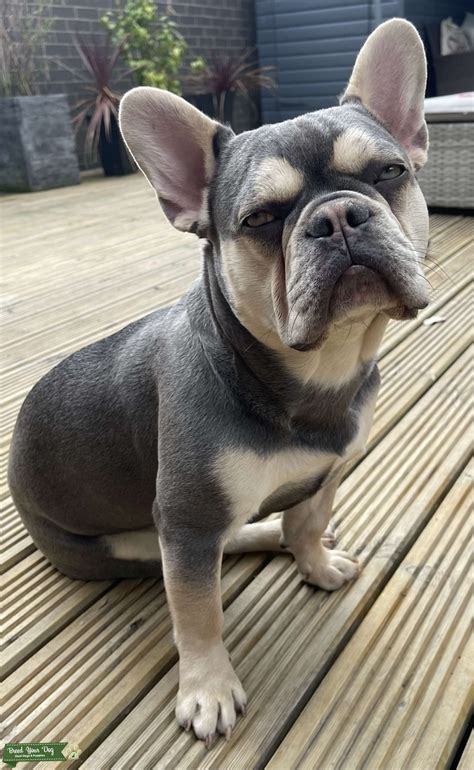Probably the best looking Frenchie you'll ever see. Masked Lilac & Tan ...