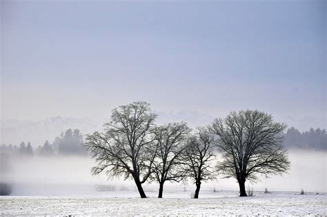 Nature Tree Winter · Free Photo On Pixabay