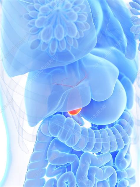 Gallbladder Illustrations Stock Image F0271471 Science Photo