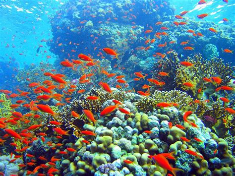 Picture Information Reef Fish In Eritrea