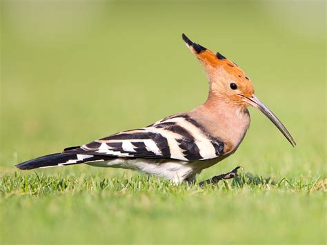 Hoopoe Colourful Bird Species Information And Characteristic