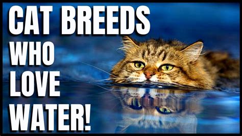 Cat Breeds Who Love Water Youtube