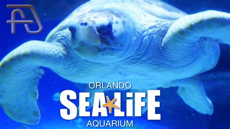 Sea Life Orlando Aquarium At Icon Park Full Tour Youtube