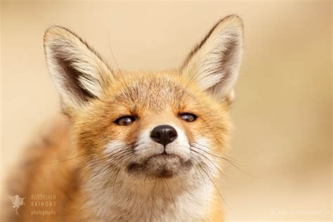 Red Fox Kits Photography Cuteness Captured In A Photo